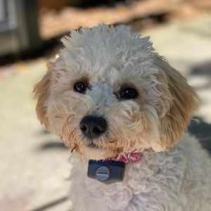 Meet your Posher, Hailey